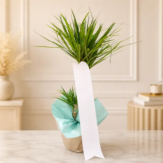 Dekoratif Yucca Saksı Bitkisi