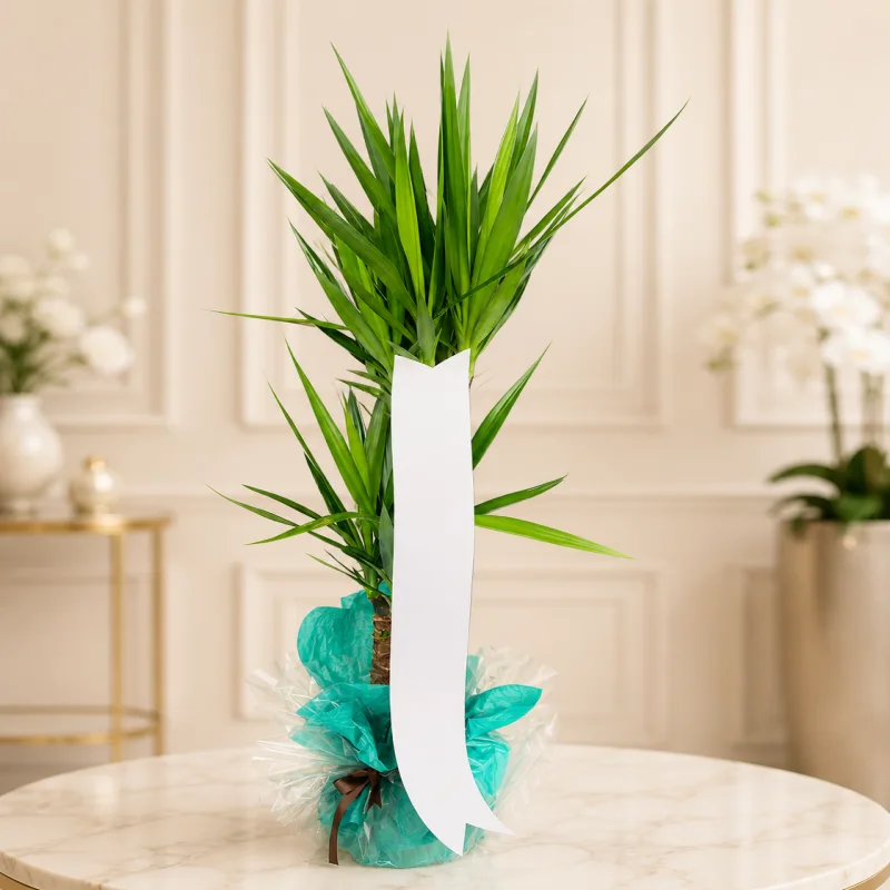 Dekoratif Yucca Saksı Bitkisi