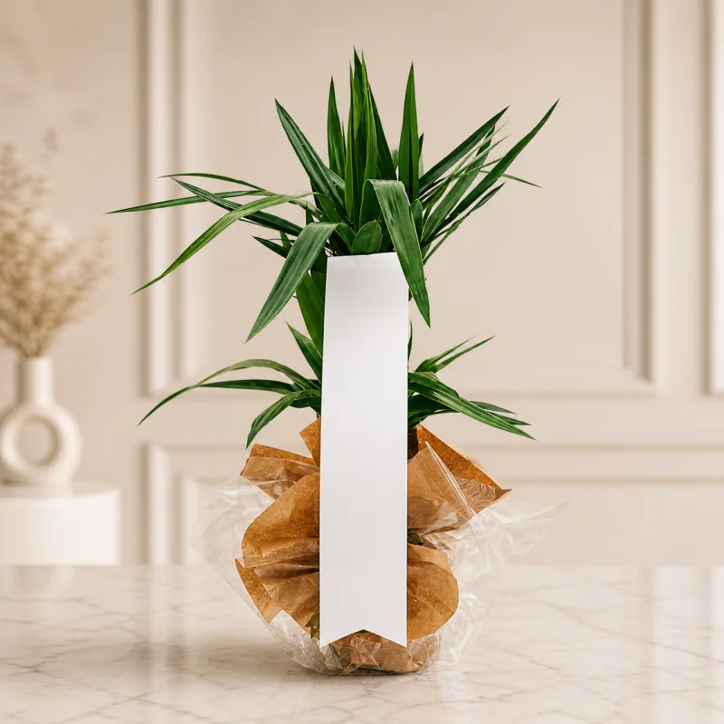 Dekoratif Yucca Saksı Bitkisi