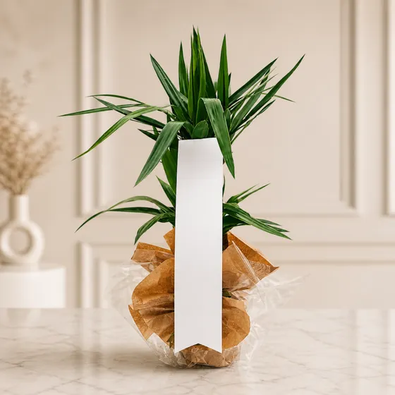 Dekoratif Yucca Saksı Bitkisi