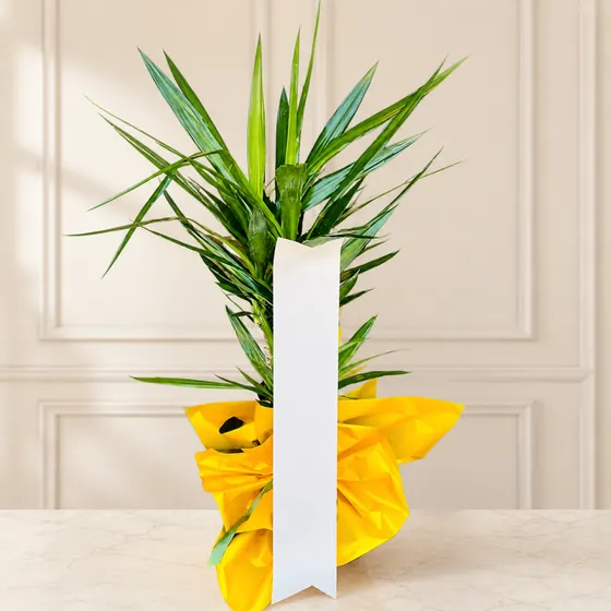 Dekoratif Yucca Saksı Bitkisi