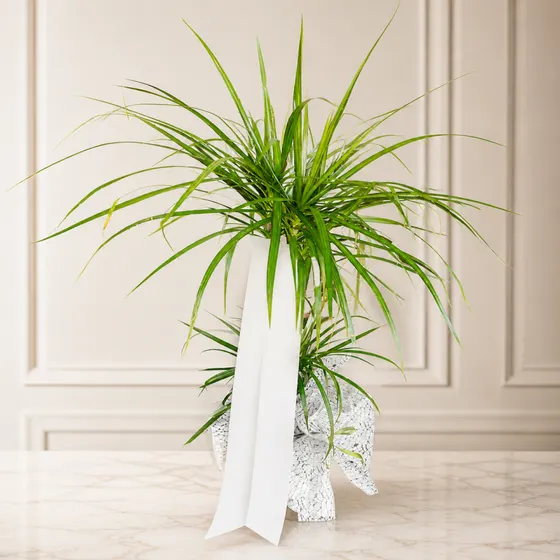 Dekoratif Dracena Marginata Saksı Bitkisi