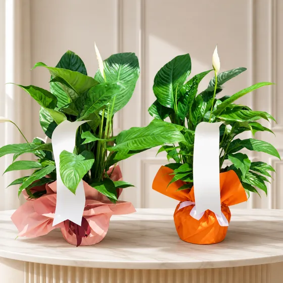 Barış Çiçeği Saksı Bitkisi
