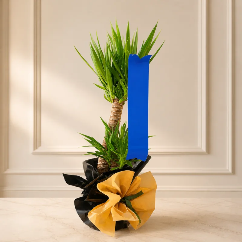 Dekoratif Yucca Saksı Bitkisi